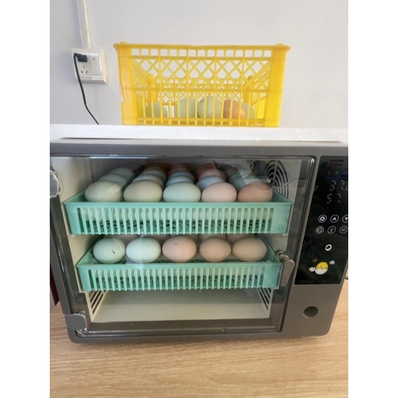Incubadora de Huevos Totalment - Quail Egg Incubator reseña y precio