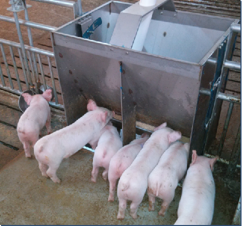 Comedero Doble de Acero Inoxid - Agriculture Farming Livestock reseña y precio