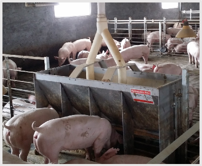 Comedero Doble de Acero Inoxid - Agriculture Farming Livestock reseña y precio